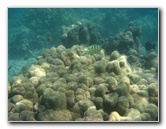 Anaehoomalu-Beach-Snorkeling-Kohala-Coast-Kona-Big-Island-Hawaii-073