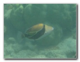 Anaehoomalu-Beach-Snorkeling-Kohala-Coast-Kona-Big-Island-Hawaii-074