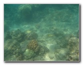Anaehoomalu-Beach-Snorkeling-Kohala-Coast-Kona-Big-Island-Hawaii-077