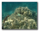Anaehoomalu-Beach-Snorkeling-Kohala-Coast-Kona-Big-Island-Hawaii-079