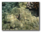 Anaehoomalu-Beach-Snorkeling-Kohala-Coast-Kona-Big-Island-Hawaii-080