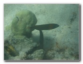 Anaehoomalu-Beach-Snorkeling-Kohala-Coast-Kona-Big-Island-Hawaii-081