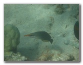 Anaehoomalu-Beach-Snorkeling-Kohala-Coast-Kona-Big-Island-Hawaii-082