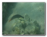 Anaehoomalu-Beach-Snorkeling-Kohala-Coast-Kona-Big-Island-Hawaii-083