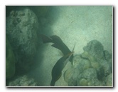 Anaehoomalu-Beach-Snorkeling-Kohala-Coast-Kona-Big-Island-Hawaii-084