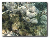 Anaehoomalu-Beach-Snorkeling-Kohala-Coast-Kona-Big-Island-Hawaii-086