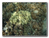 Anaehoomalu-Beach-Snorkeling-Kohala-Coast-Kona-Big-Island-Hawaii-088