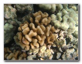 Anaehoomalu-Beach-Snorkeling-Kohala-Coast-Kona-Big-Island-Hawaii-089