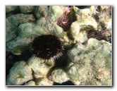 Anaehoomalu-Beach-Snorkeling-Kohala-Coast-Kona-Big-Island-Hawaii-090