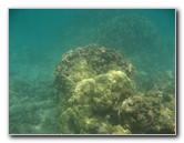 Anaehoomalu-Beach-Snorkeling-Kohala-Coast-Kona-Big-Island-Hawaii-091