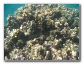 Anaehoomalu-Beach-Snorkeling-Kohala-Coast-Kona-Big-Island-Hawaii-092
