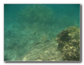 Anaehoomalu-Beach-Snorkeling-Kohala-Coast-Kona-Big-Island-Hawaii-093