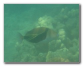 Anaehoomalu-Beach-Snorkeling-Kohala-Coast-Kona-Big-Island-Hawaii-095