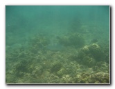 Anaehoomalu-Beach-Snorkeling-Kohala-Coast-Kona-Big-Island-Hawaii-097