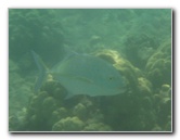 Anaehoomalu-Beach-Snorkeling-Kohala-Coast-Kona-Big-Island-Hawaii-098