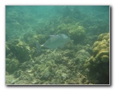 Anaehoomalu-Beach-Snorkeling-Kohala-Coast-Kona-Big-Island-Hawaii-099