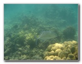 Anaehoomalu-Beach-Snorkeling-Kohala-Coast-Kona-Big-Island-Hawaii-100