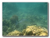 Anaehoomalu-Beach-Snorkeling-Kohala-Coast-Kona-Big-Island-Hawaii-101