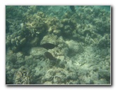 Anaehoomalu-Beach-Snorkeling-Kohala-Coast-Kona-Big-Island-Hawaii-103