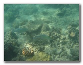 Anaehoomalu-Beach-Snorkeling-Kohala-Coast-Kona-Big-Island-Hawaii-104