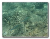 Anaehoomalu-Beach-Snorkeling-Kohala-Coast-Kona-Big-Island-Hawaii-105