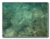 Anaehoomalu-Beach-Snorkeling-Kohala-Coast-Kona-Big-Island-Hawaii-106