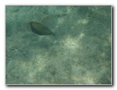 Anaehoomalu-Beach-Snorkeling-Kohala-Coast-Kona-Big-Island-Hawaii-109