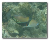 Anaehoomalu-Beach-Snorkeling-Kohala-Coast-Kona-Big-Island-Hawaii-111