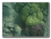 Anaehoomalu-Beach-Snorkeling-Kohala-Coast-Kona-Big-Island-Hawaii-112