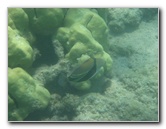 Anaehoomalu-Beach-Snorkeling-Kohala-Coast-Kona-Big-Island-Hawaii-115