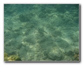 Anaehoomalu-Beach-Snorkeling-Kohala-Coast-Kona-Big-Island-Hawaii-116