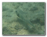 Anaehoomalu-Beach-Snorkeling-Kohala-Coast-Kona-Big-Island-Hawaii-117