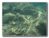 Anaehoomalu-Beach-Snorkeling-Kohala-Coast-Kona-Big-Island-Hawaii-123
