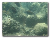 Anaehoomalu-Beach-Snorkeling-Kohala-Coast-Kona-Big-Island-Hawaii-124