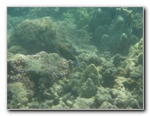 Anaehoomalu-Beach-Snorkeling-Kohala-Coast-Kona-Big-Island-Hawaii-126