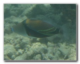 Anaehoomalu-Beach-Snorkeling-Kohala-Coast-Kona-Big-Island-Hawaii-128