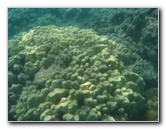 Anaehoomalu-Beach-Snorkeling-Kohala-Coast-Kona-Big-Island-Hawaii-130