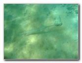 Anaehoomalu-Beach-Snorkeling-Kohala-Coast-Kona-Big-Island-Hawaii-132