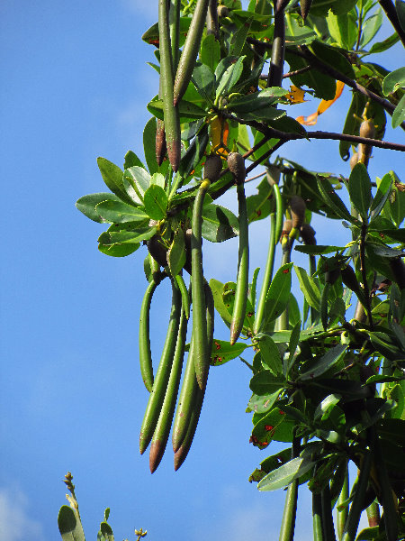 Anne-Kolb-Nature-Center-West-Lake-Park-Hollywood-FL-014