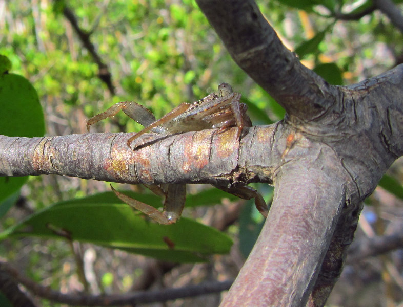 Anne-Kolb-Nature-Center-West-Lake-Park-Hollywood-FL-015