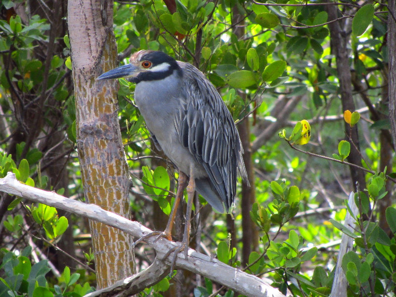 Anne-Kolb-Nature-Center-West-Lake-Park-Hollywood-FL-016