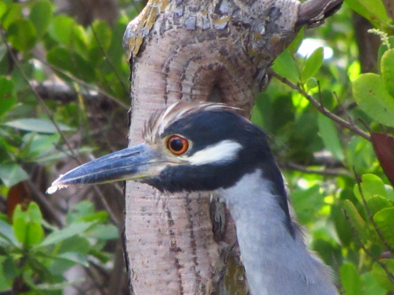 Anne-Kolb-Nature-Center-West-Lake-Park-Hollywood-FL-017