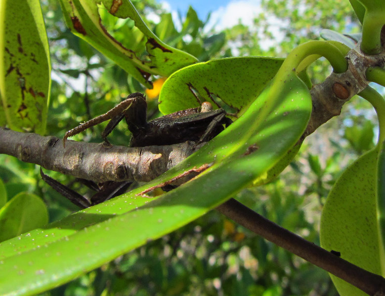 Anne-Kolb-Nature-Center-West-Lake-Park-Hollywood-FL-021