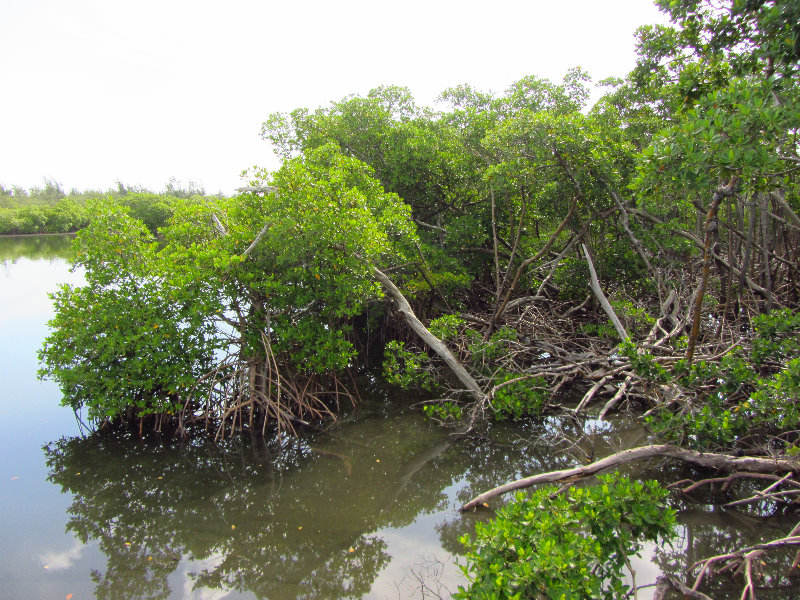 Anne-Kolb-Nature-Center-West-Lake-Park-Hollywood-FL-024