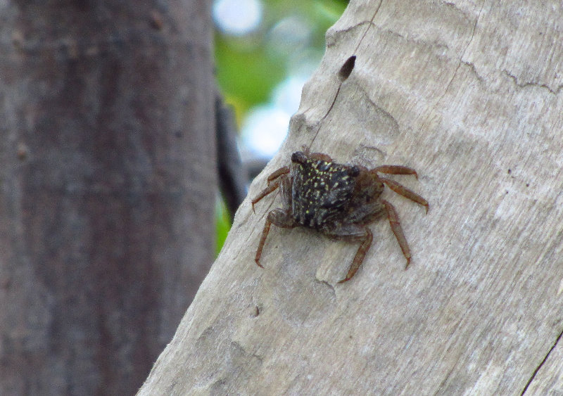 Anne-Kolb-Nature-Center-West-Lake-Park-Hollywood-FL-028