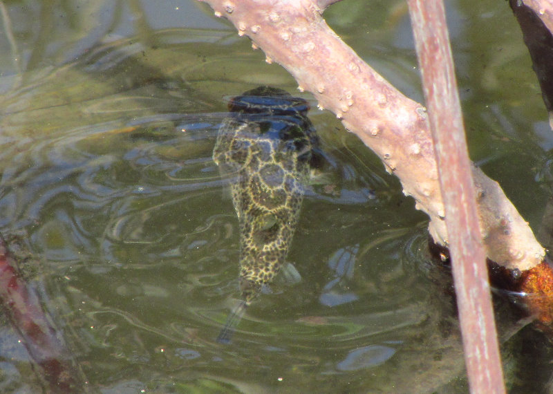 Anne-Kolb-Nature-Center-West-Lake-Park-Hollywood-FL-033