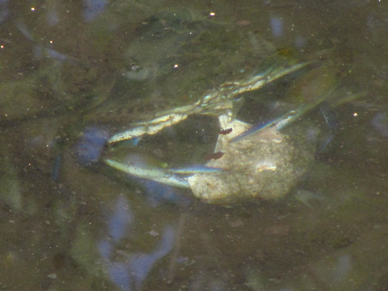 Anne-Kolb-Nature-Center-West-Lake-Park-Hollywood-FL-035