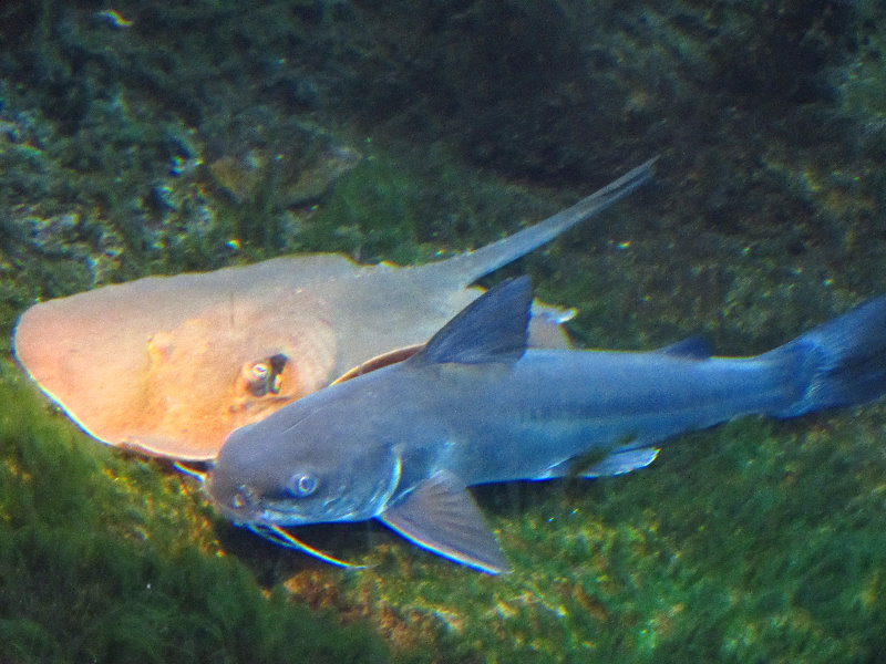 Anne-Kolb-Nature-Center-West-Lake-Park-Hollywood-FL-038