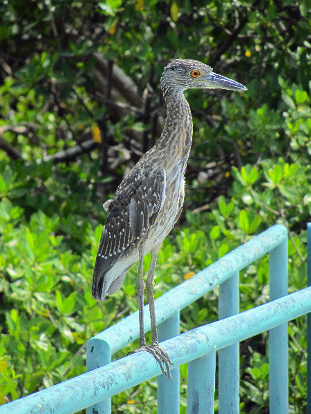 Anne-Kolb-Nature-Center-West-Lake-Park-Hollywood-FL-056