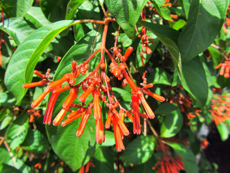 Anne-Kolb-Nature-Center-West-Lake-Park-Hollywood-FL-057